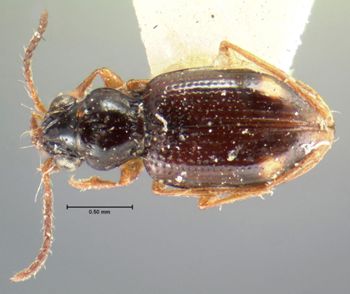 Media type: image;   Entomology 28693 Aspect: habitus dorsal view